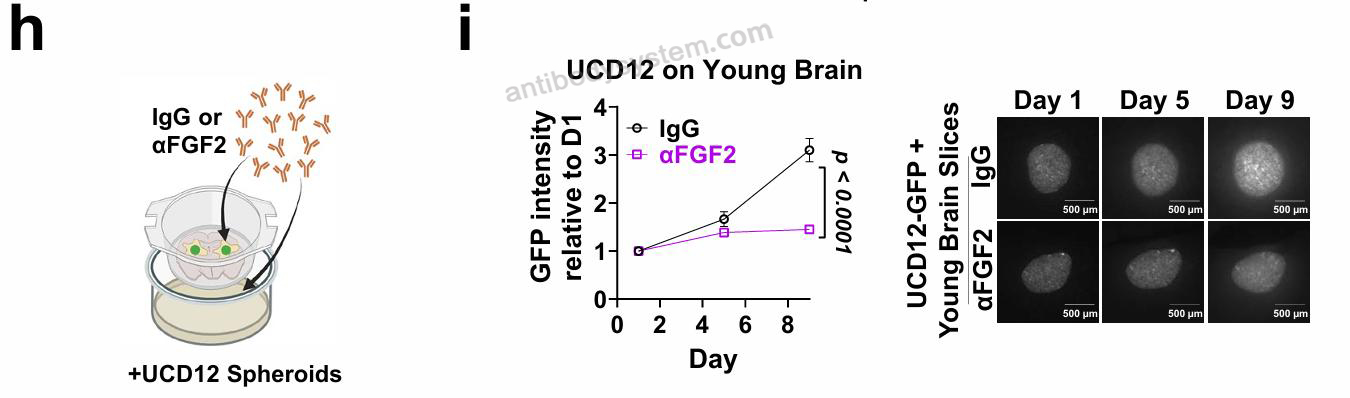 Anti-Mouse FGF2/bFGF Antibody (GAL-F2)