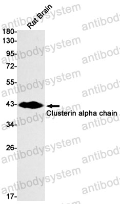 Anti-CLU/Clusterin Antibody (R1N16)
