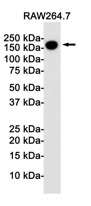 Anti-CD11b/ITGAM Antibody (R1N30)
