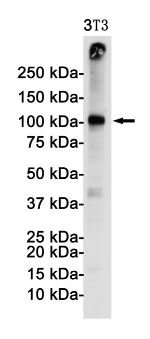 Anti-CD106/VCAM1 Antibody (R1R11)