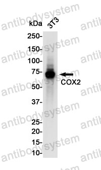 Anti-PTGS2 Antibody (R1U98)