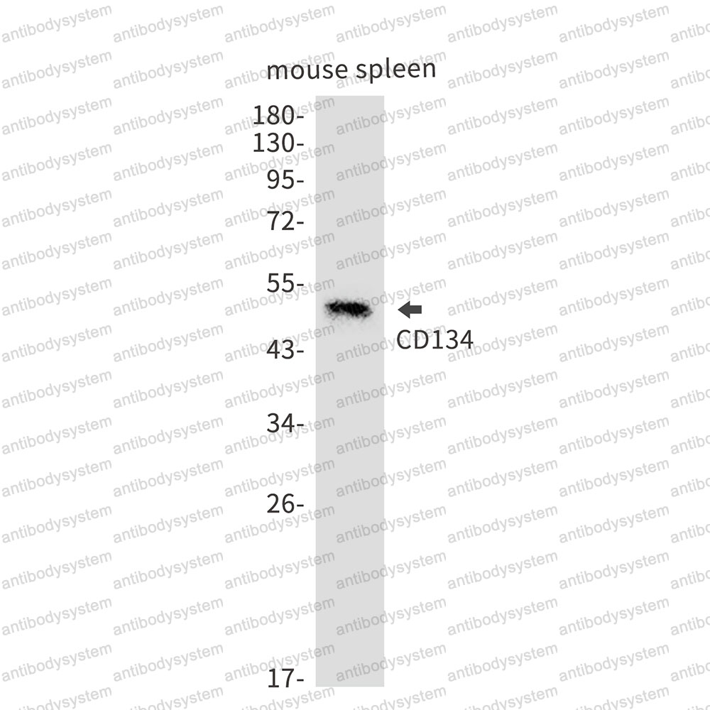 Anti-CD134/TNFRSF4/OX40 Antibody (R1W52)