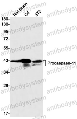 Anti-CASP4 Antibody (R1X48)