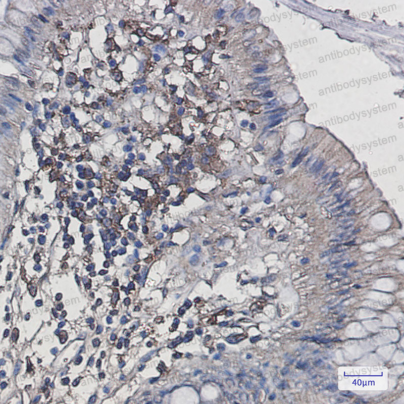 Anti-AIF1/IBA1 Antibody (R1Z08)