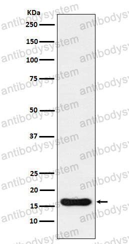 Anti-AIF1/IBA1 Antibody (R1Z05)