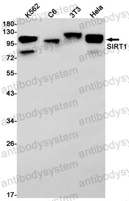 Anti-SIRT1 Antibody (R2J68)
