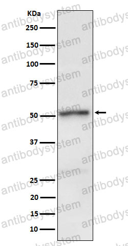 Anti-Phospho-RIPK3 (S232) Antibody (R2L19)