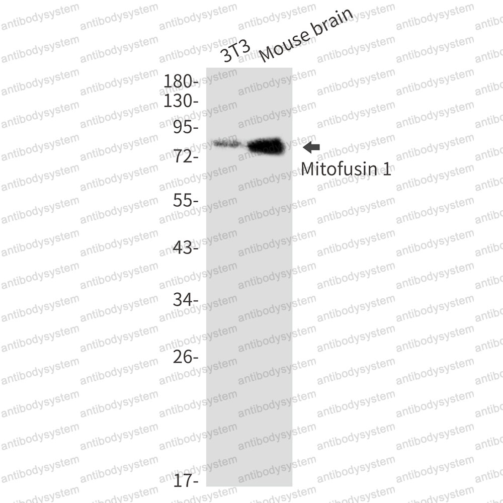Anti-MFN1 Antibody (R2N52)