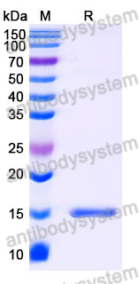 Anti-SARS-CoV-2 S Protein Nanobody (SAA0996)