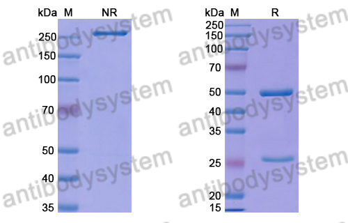 Anti-HRSV-A F/Fusion glycoprotein F0 Antibody (HNK20)