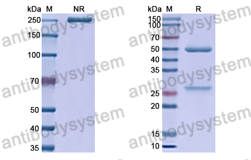 Anti-HRSV-A F/Fusion glycoprotein F0 Antibody (HNK20-hu10)