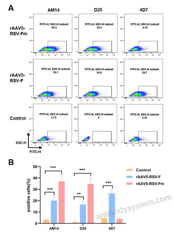 Flow Cytometry for Anti-HRSV-A F/Fusion glycoprotein F0 Antibody (D25) ?>