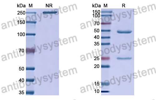 Anti-HRSV-A F/Fusion glycoprotein F0 Antibody (AM22)