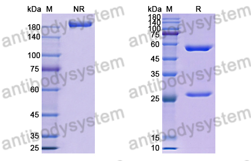 Anti-HRSV-A F/Fusion glycoprotein F0 Antibody (MPE8)