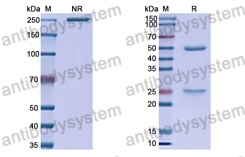 Anti-HRSV-A F/Fusion glycoprotein F0 Antibody (14N4)