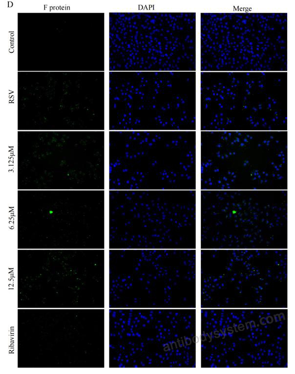Anti-HRSV F Protein Antibody (131-2A)