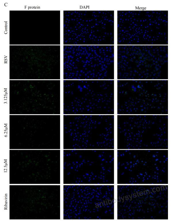 Immunofluorescence for Anti-HRSV F Protein Antibody (131-2A) ?>