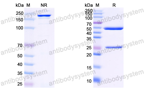 Anti-HBV S/L-HBsAg/L glycoprotein Antibody (5a19)