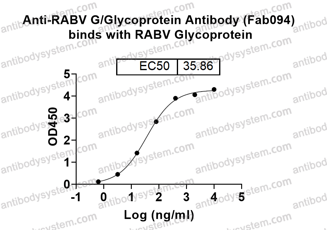 Anti-RABV G/Glycoprotein Antibody (Fab094)