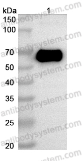 Anti-RABV G/Glycoprotein Antibody (SO57)