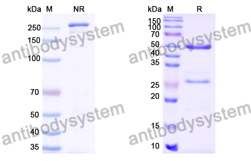 Anti-DENV-2 E-DII/Envelope Protein E Antibody (2A10)
