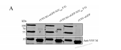 Western Blot for Anti-HeV/NiV Glycoprotein G Antibody (HENV-26) ?>
