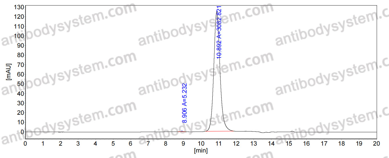 Anti-HeV/NiV Glycoprotein G Antibody (HENV-10)