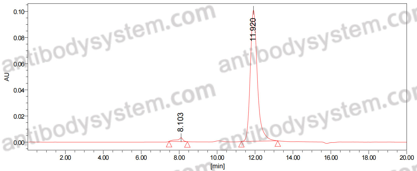 Anti-HeV/NiV Glycoprotein G Antibody (HENV-21)