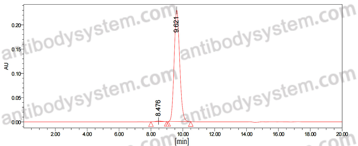 Anti-HeV/NiV Glycoprotein G Antibody (HENV-43)