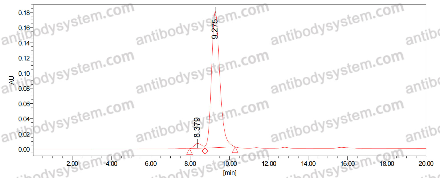 Mouse Anti-Nipah virus/NiV Fusion glycoprotein F1 Antibody (5G7)