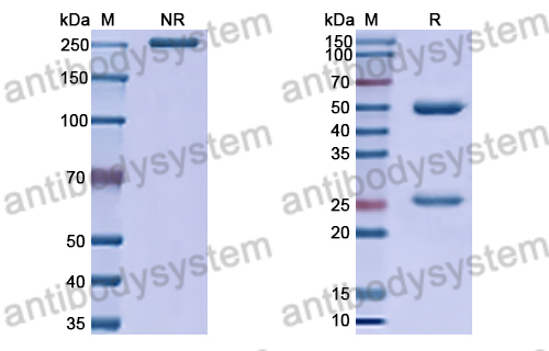 Anti-HRSV-A F/Fusion glycoprotein F0 Antibody (RF2)