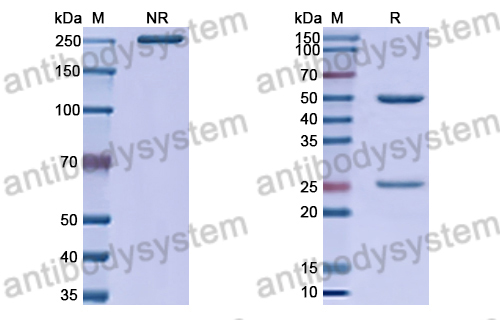 Anti-HRSV-A F/Fusion glycoprotein F0 Antibody (RF1)