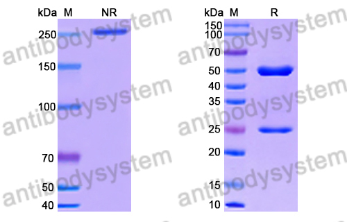 Anti-HRSV-A F/Fusion glycoprotein F0 Antibody (Fab11)