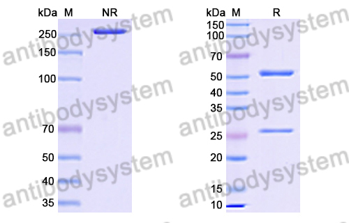 Anti-HRSV-A F/Fusion glycoprotein F0 Antibody (Fab23)