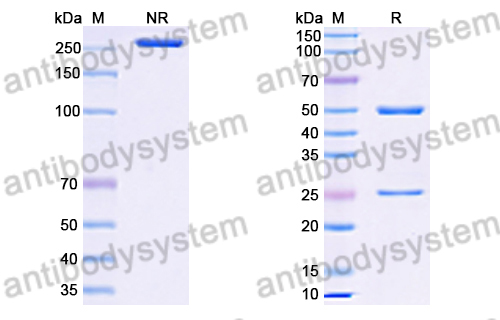 Anti-HRSV-A F/Fusion glycoprotein F0 Antibody (Fab13)