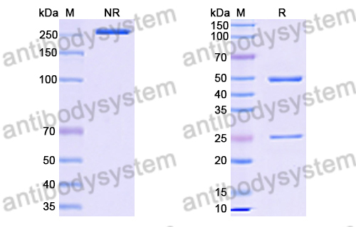 Anti-HRSV-A G/Major surface glycoprotein G Antibody (3D3)
