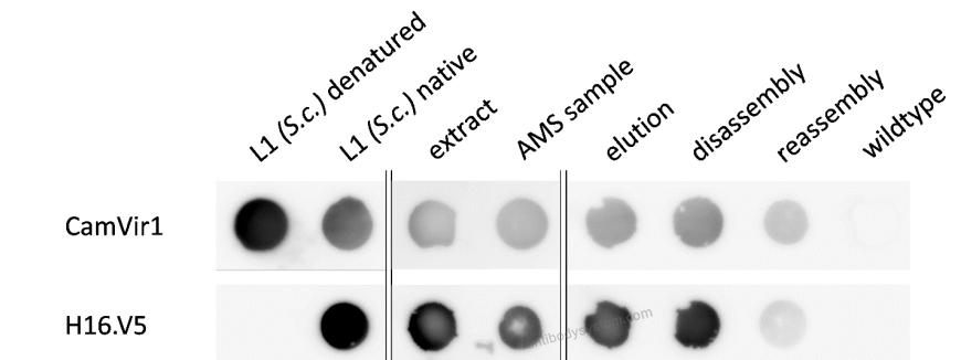 Dot Blot for Anti-HPV16 L1/Major capsid protein L1 Antibody (H16.V5) ?>