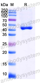 Anti-HPV16 E7/Protein E7 Antibody (Nb2)