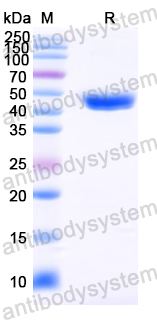 Anti-HPV16 E7/Protein E7 Antibody (Nb12)