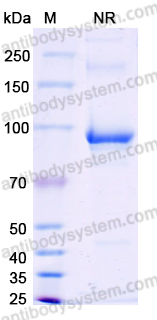 Anti-HPV16 E7/Protein E7 Antibody (Nb4)