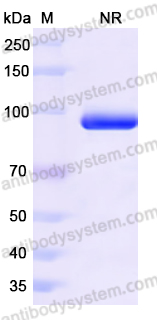 Anti-HPV16 E7/Protein E7 Antibody (Nb27)