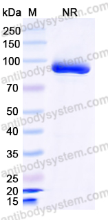 Anti-HPV16 E6/Protein E6 Antibody (Nb9)