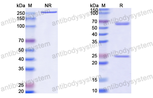 Anti-HCV ssRNA & Genome polyprotein Antibody (Fab HCV2)
