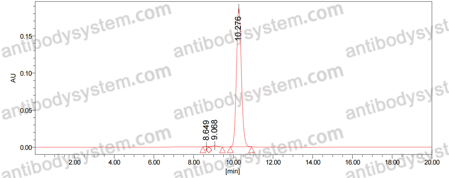 Anti-CHIKV p130/Structural polyprotein Antibody (9.8B)