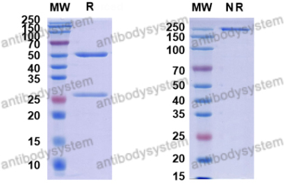 Mouse Anti-Monkeypox virus/MPXV H3L Antibody (SAA0282)