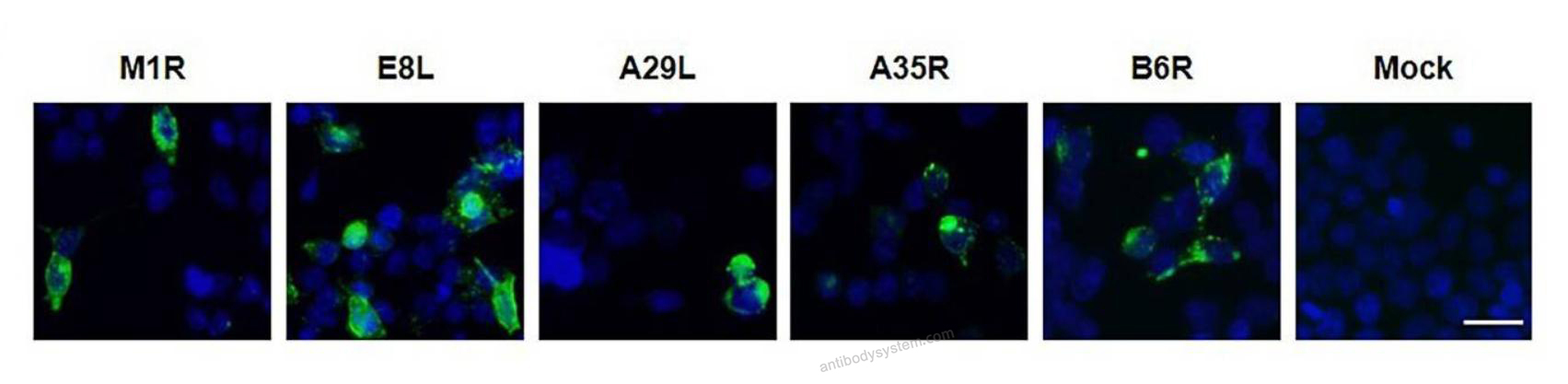 Immunofluorescence for Mouse Anti-Monkeypox virus/MPXV A35R Antibody (SAA0287) ?>