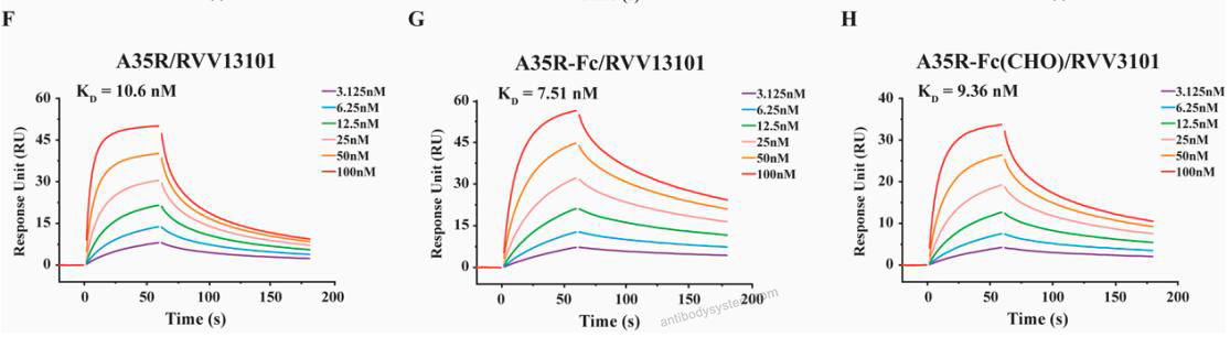 Surface Plasmon Resonance for Mouse Anti-Monkeypox virus/MPXV A35R Antibody (SAA0287) ?>