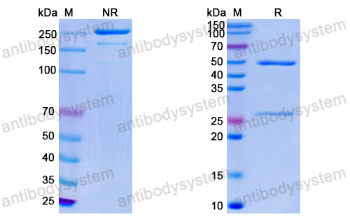 SDS-PAGE for Mouse Anti-Monkeypox virus/MPXV E8L Antibody (SAA0285) ?>