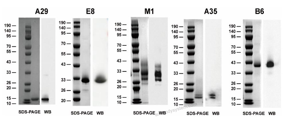 Western Blot for Mouse Anti-Monkeypox virus/MPXV E8L Antibody (SAA0285) ?>