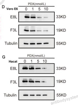 Western Blot for Mouse Anti-Monkeypox virus/MPXV E8L Antibody (SAA0285) ?>